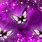 Free 3D Animated Screensavers Butterfly