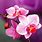 Free Orchid Wallpaper