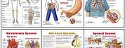 Free Printable Human Body Systems Worksheets
