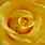 Free Yellow Rose