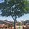 Fresno Tree