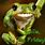 Friday Frog Meme