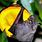 Fruit Bat Eating Mango