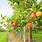 Fruit Tree Orchard