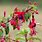 Fuchsia Flowers Rare