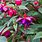 Fuchsia Varieties