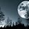 Full Moon Over Forest