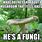 Fungi Jokes