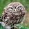 Funny Angry Owl