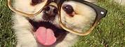 Funny Animals with Glasses