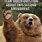 Funny Bear Quotes
