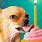 Funny Birthday Chihuahua