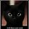 Funny Black Cat Sayings