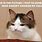 Funny Cat Faces with Quotes