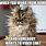 Funny Cat Memes About Covid