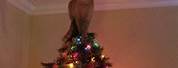 Funny Cat Memes Christmas Tree