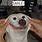 Funny Dog Smiling Meme