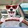 Funny Dogs Driving Cars