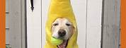 Funny Dogs in Costumes