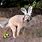 Funny Easter Animals