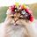 Funny Flower Cat