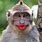 Funny Monkey Kiss