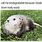 Funny Opossum Memes