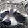 Funny Raccoon Images