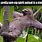 Funny Sloth Pics