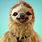 Funny Smiling Sloth