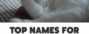 Funny White Cat Names