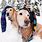 Funny Winter Dog Images
