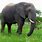 Gajah Afrika