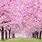 Gambar Pohon Sakura