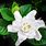 Gardenia Bushes