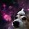 Garlic Dog in Space