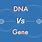 Gene vs DNA