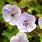 Geranium Lilac