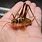 Giant Cave Cricket