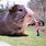 Giant Guinea Pig Pet