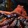 Giant Pacific Octopus Photo