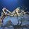 Giant Sea Spider Crab