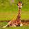 Giraffe Cute Babies