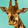Giraffe iPhone Wallpaper