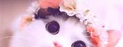 Girly Wallpapers for Laptop Cat