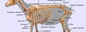 Goat Skeleton Anatomy