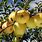 Golden Apple Fruit Tree