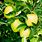 Golden Delicious Apple Tree Care