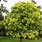 Golden Rain Tree Koelreuteria Paniculata