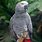 Gray Amazon Parrot